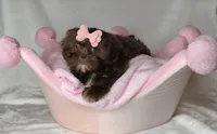 Coco- Chocolate with light eyes ❤️, a female Shih Tzu for sale in San Marcos, TX – 4 of 7