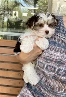 Wyatt- Brown nose/Lt eyes 💜💜, a male Maltese and Morkie for sale in San Marcos, TX – 1 of 6