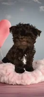 PIERRE - RICH DARK CHOCOLATE ❤️❤️❤️, a male Yorkshire Terrier and Morkie for sale in San Marcos, TX – 6 of 9