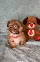 Bailey- golden Sweetheart 🔥❤️🔥, a male Shih Tzu for sale in San Antonio, TX – 7 of 8