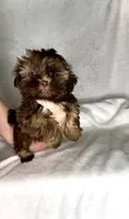 Rascal - PLAYFUL IMPERIAL Chocolate🔥🔥, a male Shih Tzu for sale in San Marcos, TX – 7 of 9