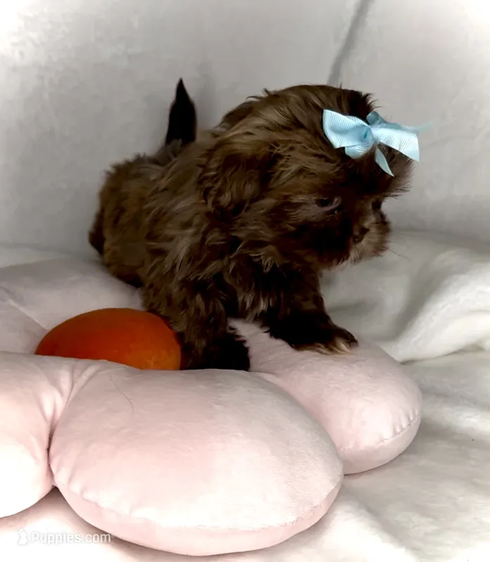 SPICE- Small Chocolate girl 💕🔥💕 – Shih Tzu puppy for sale in San Marcos, TX