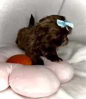SPICE- Small Chocolate girl 💕🔥💕, a female Shih Tzu for sale in San Marcos, TX – 1 of 6