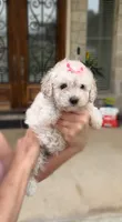 Princess- Designer purse baby 👜💕💯, a female Maltipoo and Poodle - Toy  for sale in San Marcos, TX – 2 of 5