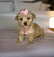 LACEY- Tiny plus BROWN NOSE 💕, a female Maltipoo and Poodle - Toy  for sale in San Antonio, TX – 1 of 6