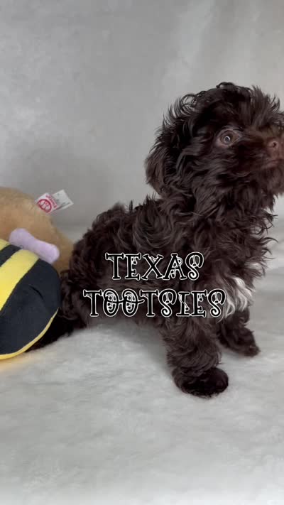 SCOOTER. 🔥See VIDEO! 🔥❤️, a male Yorkshire Terrier and Morkie for sale in San Marcos, TX – 5 of 10