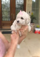 Princess- Designer purse baby 👜💕💯, a female Maltipoo and Poodle - Toy  for sale in San Marcos, TX – 1 of 5