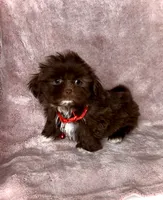 JAX - Small Chocolate Boy 🥰❤️, a male Shih Tzu for sale in San Marcos, TX – 4 of 5