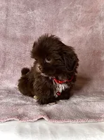 JAX - Small Chocolate Boy 🥰❤️, a male Shih Tzu for sale in San Marcos, TX – 5 of 5
