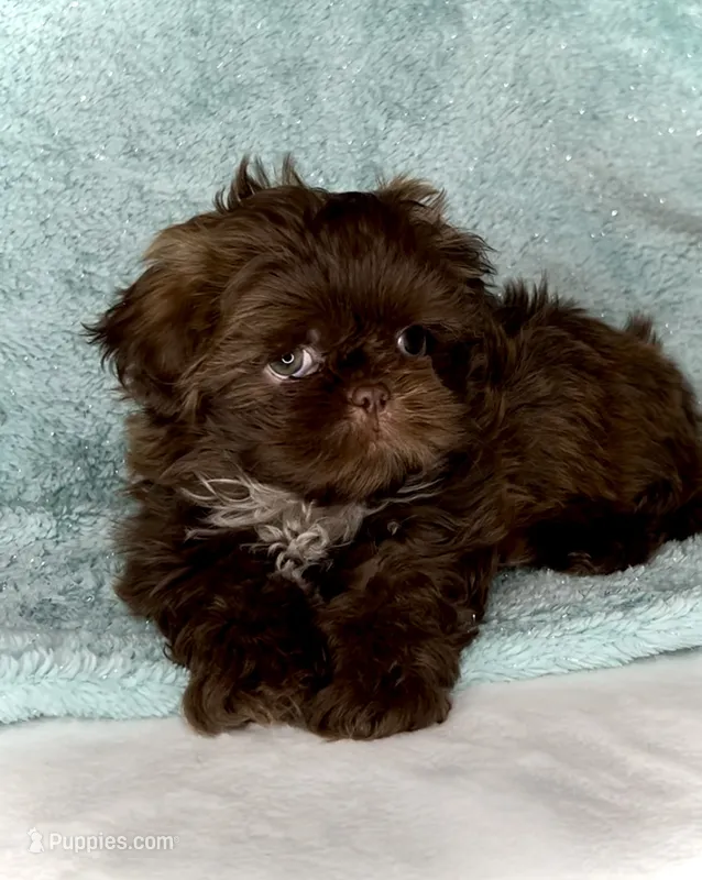 SIMBA- SMALL DOLLFACE Chocolate 🔥 – Shih Tzu puppy for sale in San Marcos, TX