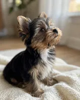 Teddy- only 2 lb now 🔥🔥🔥, a male Yorkshire Terrier for sale in San Marcos, TX – 2 of 4