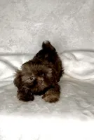Rascal - PLAYFUL IMPERIAL Chocolate🔥🔥, a male Shih Tzu for sale in San Marcos, TX – 4 of 9