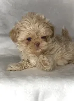 KODA- RARE LAVENDER color 💜🔥💜, a male Shih Tzu for sale in San Marcos, TX – 8 of 9