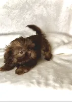 Rascal - PLAYFUL IMPERIAL Chocolate🔥🔥, a male Shih Tzu for sale in San Marcos, TX – 5 of 9