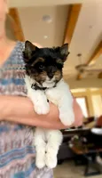 Dexter- TINY PARTI  ❤️❤️❤️, a male Yorkshire Terrier for sale in San Marcos, TX – 4 of 10