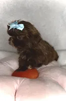 Spice-  Beautiful Chocolate girl 💕💯, a female Shih Tzu for sale in San Antonio, TX – 3 of 6
