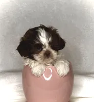 ELLA- IMPERIAL -Liver Brown 🔥💯🔥, a female Shih Tzu for sale in San Antonio, TX – 3 of 7