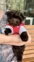 PIERRE - RICH DARK CHOCOLATE ❤️❤️❤️, a male Yorkshire Terrier and Morkie for sale in San Marcos, TX – 7 of 9