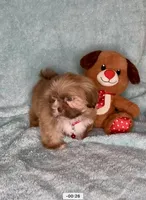 Bailey- golden Sweetheart 🔥❤️🔥, a male Shih Tzu for sale in San Antonio, TX – 3 of 8