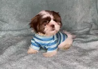 Chase- super fluffy guy! 💙, a male Shih Tzu for sale in San Antonio, TX – 2 of 6