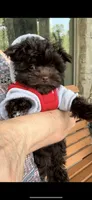 SCOOTER. 🔥See VIDEO! 🔥❤️, a male Yorkshire Terrier and Morkie for sale in San Marcos, TX – 9 of 10