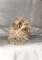 KODA-  RARE Lavender Beauty 💜💯, a male Shih Tzu for sale in San Antonio, TX – 7 of 10