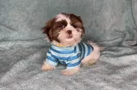 Chase- super fluffy guy! 💙, a male Shih Tzu for sale in San Antonio, TX – 5 of 6