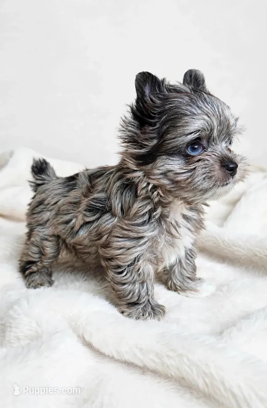 ZIGGY-  Blu eyes MERLE-SMALL 🔥POLAND – Yorkshire Terrier puppy for sale in San Marcos, TX