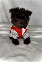 PIERRE - RICH DARK CHOCOLATE ❤️❤️❤️, a male Yorkshire Terrier and Morkie for sale in San Marcos, TX – 3 of 9