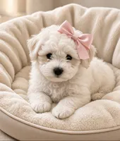 Isabella - DOLL FACE 💯💕💕, a female Maltipoo and Poodle - Toy  for sale in Austin, TX – 1 of 3