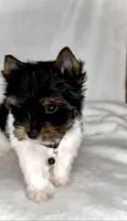 Dexter- TINY PARTI  ❤️❤️❤️, a male Yorkshire Terrier for sale in San Marcos, TX – 7 of 10