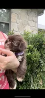 CODY-J  Brown button nose- Lt EYES ❤️, a male Shih Tzu for sale in San Marcos, TX – 4 of 5