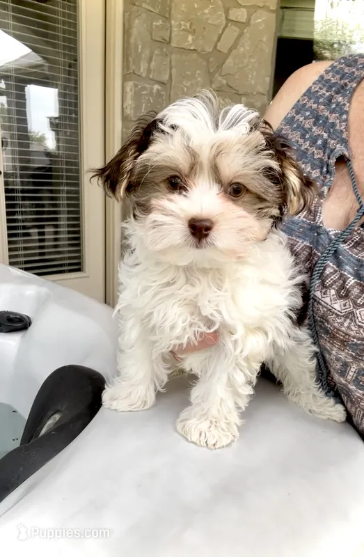 WYATT- TRI Color beauty light eyes 🔥💜🔥 – Maltese, Morkie puppy for sale in San Marcos, TX