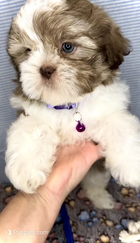 Jake- LAVENDER beauty 💜 – Shih Tzu puppy for sale in San Antonio, TX