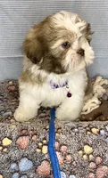 Jake- LAVENDER beauty 💜, a male Shih Tzu for sale in San Antonio, TX – Photo 7 of 7