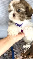 Jake- LAVENDER beauty 💜, a male Shih Tzu for sale in San Antonio, TX – Photo 3 of 7