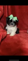 JAZZ-   Little Lover! ❤️, a female Shih Tzu for sale in Austin, TX – Photo 3 of 6