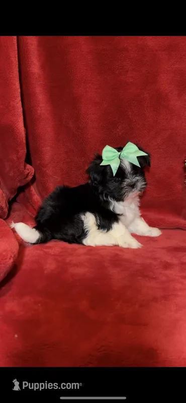 JAZZ-   Little Lover! ❤️