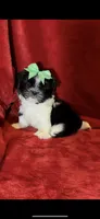 JAZZ-   Little Lover! ❤️, a female Shih Tzu for sale in Austin, TX – Photo 4 of 6