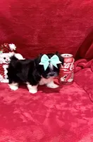 JAZZ-   Little Lover! ❤️, a female Shih Tzu for sale in Austin, TX – Photo 2 of 6