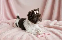 Dolly- TINY BIRO Chocolate nose 🔥, a female Yorkshire Terrier for sale in San Marcos, TX – 3 of 4