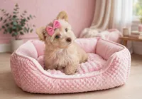 JAZZ- brown nose and light eyes, a female Maltipoo and Morkie for sale in San Marcos, TX – 2 of 3