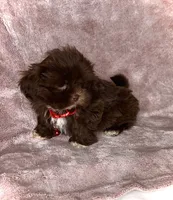 JAX - Small Chocolate Boy 🥰❤️, a male Shih Tzu for sale in San Marcos, TX – 3 of 5
