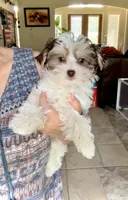 Wyatt- Brown nose/Lt eyes 💜💜, a male Maltese and Morkie for sale in San Marcos, TX – 4 of 6