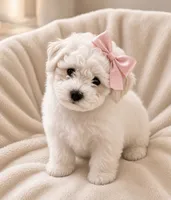 Prissy- READY NOW 💕, a female Maltipoo and Poodle - Toy  for sale in San Marcos, TX – 3 of 3