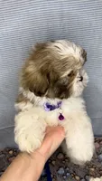 JAKE- Lavender beauty 💜, a male Shih Tzu for sale in San Antonio, TX – Photo 3 of 7