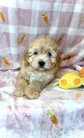 COSMO- GREAT with kids!! ❤️, a male Maltipoo and Maltese for sale in San Antonio, TX – Photo 6 of 6