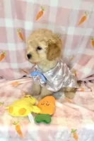 COSMO- GREAT with kids!! ❤️, a male Maltipoo and Maltese for sale in San Antonio, TX – Photo 2 of 6