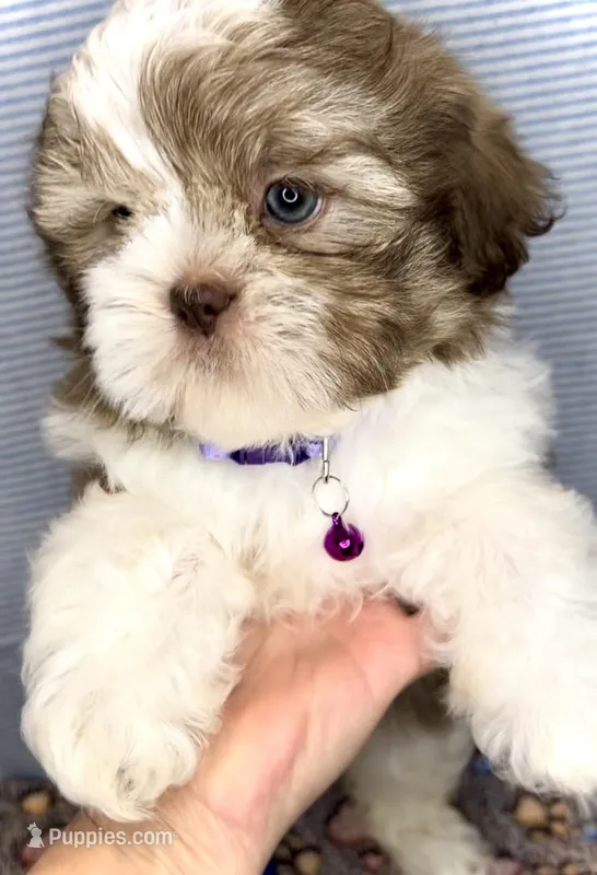 JAKE- Lavender beauty 💜 – Shih Tzu puppy for sale in San Antonio, TX