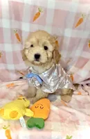 COSMO- GREAT with kids!! ❤️, a male Maltipoo and Maltese for sale in San Antonio, TX – Photo 3 of 6